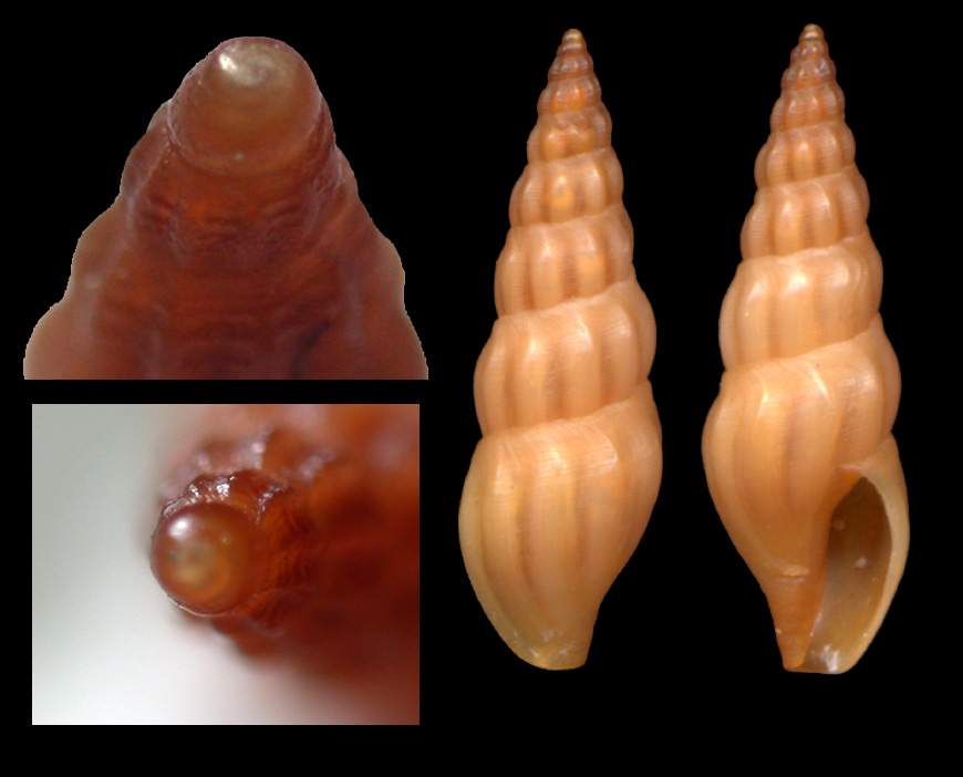 CONIDAE da verificare 2